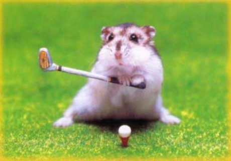 golf - křeček.jpg