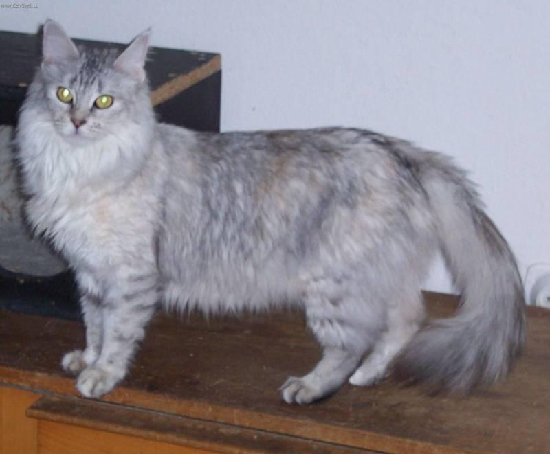 turecka-angora_2.jpg