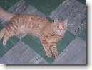 turecka-angora_5.jpg
